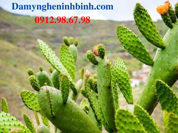 trồng cây hoa gì trên mộ